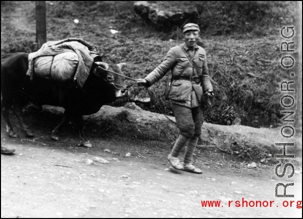 A retreating Chinese soldier pulls and ox while fleeing around either Liuzhou or Guilin during the evacuation before the Japanese Ichigo advance in 1944, in Guangxi province.