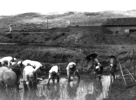 Chinese soldiers work with local women to transplant rice sprouts in the spring, next to bunker-protected military buildings in Yunnan province, during WWII.