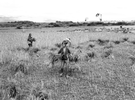 Local people in Yunnan, China: Farmers cut and bundle rice in preparation for threshing. During WWII.  From the collection of Eugene T. Wozniak.