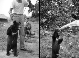 GIs with pet bear in the CBI during WWII. Right image is Eugene Wozniak.