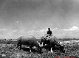 Boy riding ox in Yunnan, during WWII.
