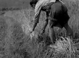 Local people in China: A farmer cutting straw in Yunnan, China, during WWII.