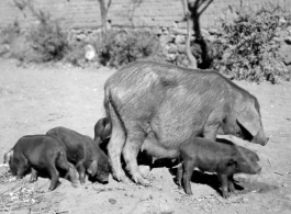 A large sow in China during WWII.