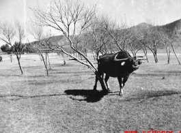 A water buffalo in China.