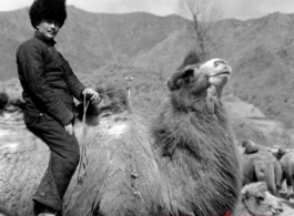 American soldier or special operative riding a camel in northern China during WWII.