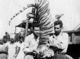 GIs show off tiger hunted in India during WWII.