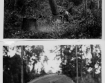 GIs cutting down trees in Burma for lumber mill.  During WWII.  797th Engineer Forestry Company.
