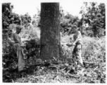 GIs cutting down trees in Burma for lumber mill.  During WWII.  797th Engineer Forestry Company.
