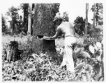 GIs cutting down trees in Burma for lumber mill.  During WWII.  797th Engineer Forestry Company.